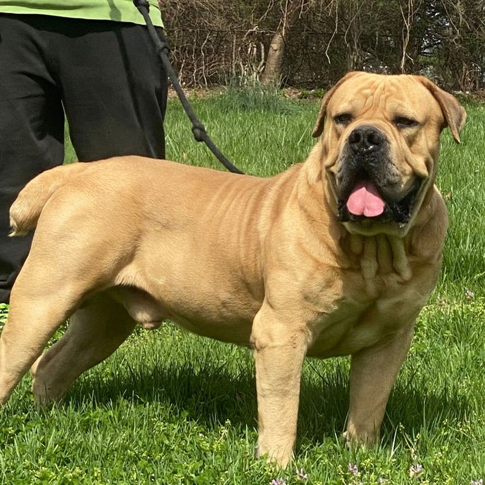 Best Dog Food For South African Boerboel Why South African Boerboels Are Ideal Farm Dogs - Read On - Top Tier